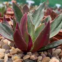 Lewisia cotyledon 'Galaxy Mix'